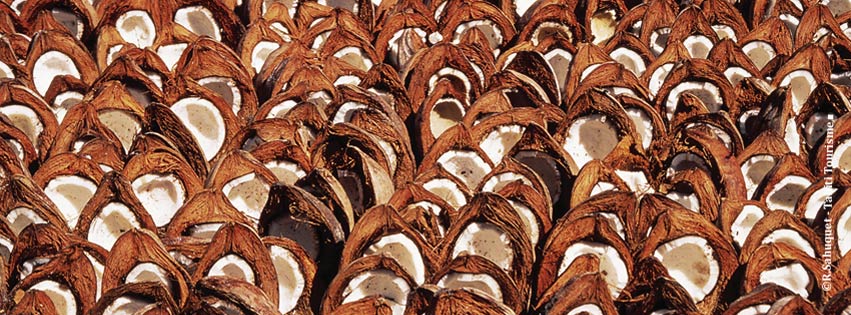Sechage de la noix de coco avant extraction de l'amande au Tuamotu © R.Sahuquet