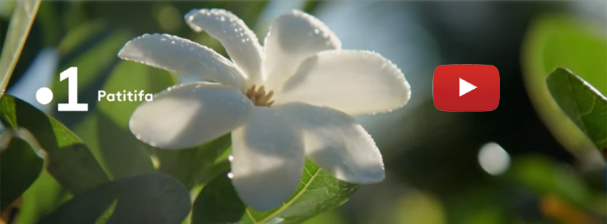 Documentaire consacré à la fleur de Tiare Tahiti