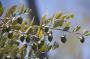 Les fleurs femelles du Jojoba, également appelées noisetier sauvage ou arbre à café, offrent une amande, de la taille de l'olive. Pressée à froid, elle permet d'obtenir une cire liquide appelée l'Or du Désert.