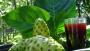 Le nectar Tahiti Naturel a une consistance liquide, une couleur marron clair presque translucide, un goût naturellement amer qui disparaît rapidement en bouche, contrairement à d'autres jus de Noni, plus épais, de couleur très foncée, au goût trop amer.