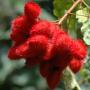 L'Urucum est une plante endémique d'Amazonie produisant de magnifiques fruits de couleur rouge, récoltés à la main pour Guayapi par la tribu des Sateré Mawé en plein coeur de l'Amazonie.