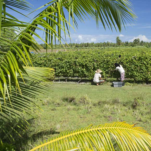 Vin de Tahiti récolté, vinifié et élevé à Rangiroa (Tuamotu).