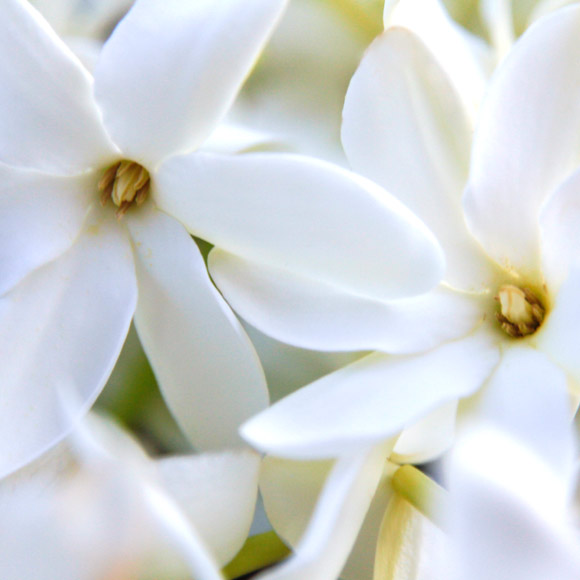Photo des Fleurs de Tiare Tahiti avec l'aimable autorisation de Maeva Destombes.