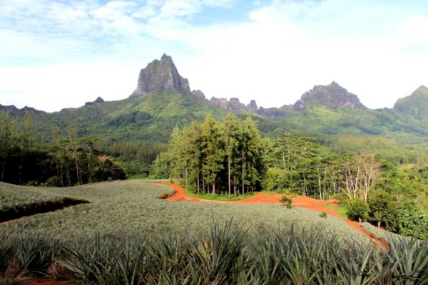 Les champs d'Ananas de Moorea sont uniques en Polynésie. Sur la terre rouge et généreuse de l'ile soeur de Tahiti pousse une variété rare : Queen Tahiti, un ananas réputé juteux, au goût intense...