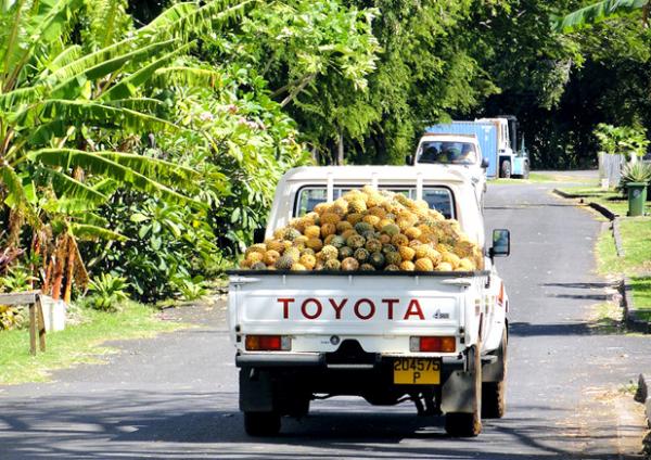 Le célèbre ballet de camionnettes chargées de fruits frais n'est pas une image rare sur la route de l'île de Moorea...