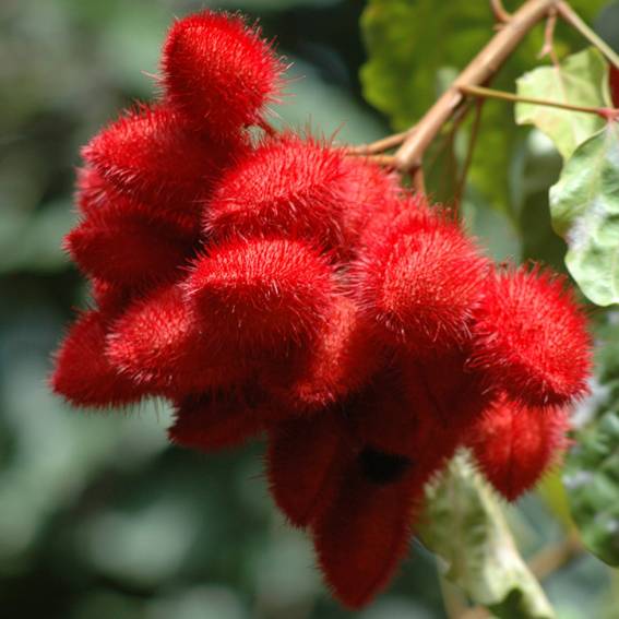 L'Urucum est une plante endémique d'Amazonie produisant de magnifiques fruits de couleur rouge, récoltés à la main pour Guayapi parla tribu des Sateré Mawé en plein coeur de l'Amazonie.