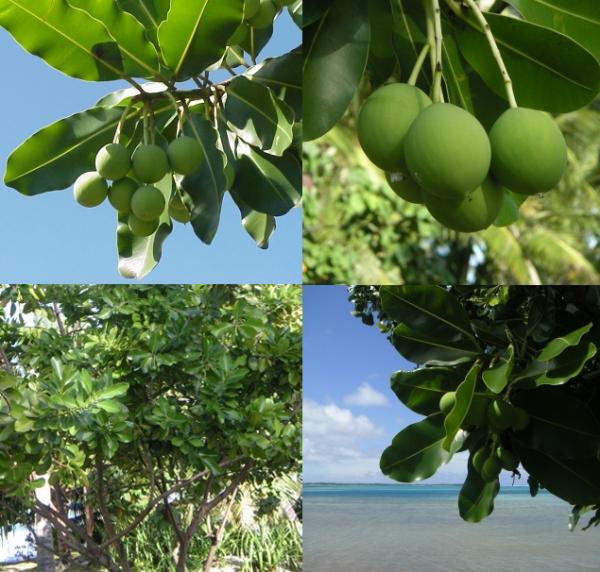 Le Tamanu est un arbre très répandu en Polynésie. Très bel arbre pouvant atteindre 25m de haut, le Tamanu orne de sa majestueuse parure le bord des eaux translucides des îles de l'Océan Pacifique, où il est considéré comme un arbre sacré.
