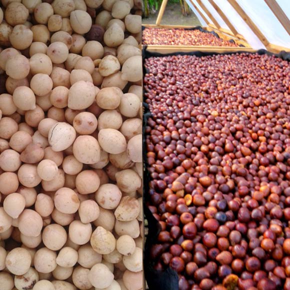 L'amande de la noix de Tamanu après le concassage manuel : à gauche, avant séchage,à droite en cours de séchage. Photo : Tevi Tahiti à Raiatea.
