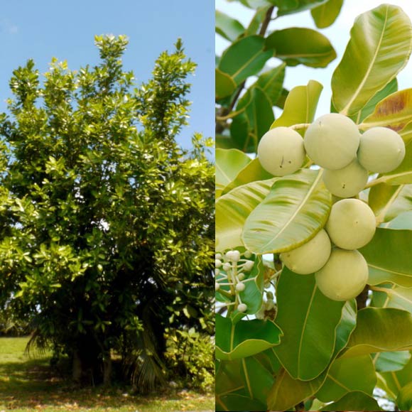 Huile 100% naturelle, produite à partir des noix récoltées en bordure de mer du Ati, l'arbre de Tamanu Tahiti, très répandu sur l'île sacrée de Raiatea. Photo : Tevi Tahiti à Raiatea. 