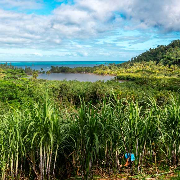 Les Rhums Manutea sont élaborés à partir de cannes à sucre situées sur l'Île de Tahaa au Domaine Pari Pari ©Manutea