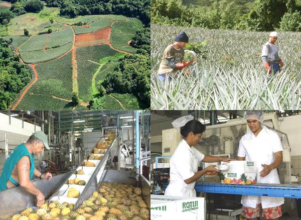 Les Jus de Fruits de Moorea sont une entreprise polynésienne très appréciée sur l'île : des emplois bien sûr, mais aussi la valorisation de la production fruitière de l'île, qui continue de s'enrichir de nouvelles filières...