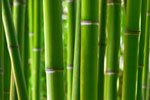 Bambou 